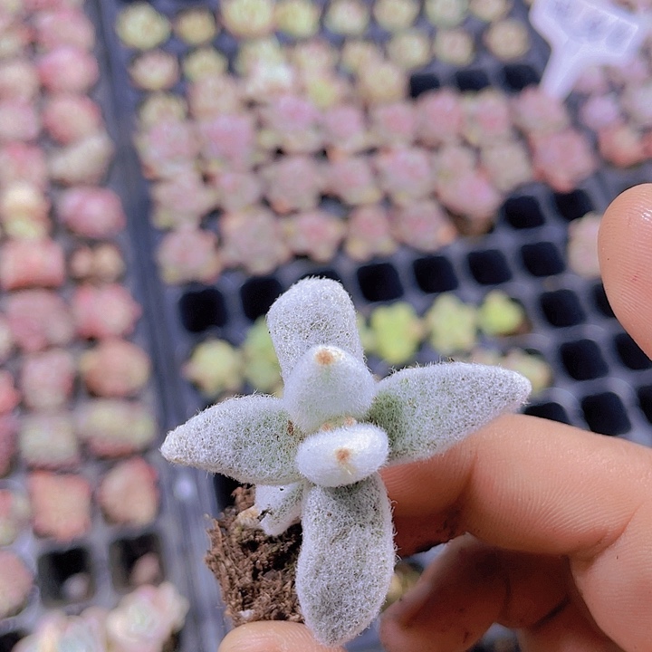 福兔耳【满10颗包邮】