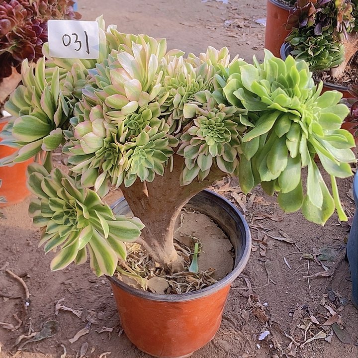 031颜宁老庄缀化老板阴阳