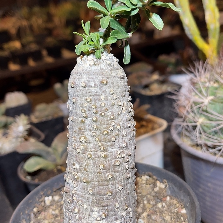 满38包邮2天凑单，脱土晾根发货多肉植物火星人