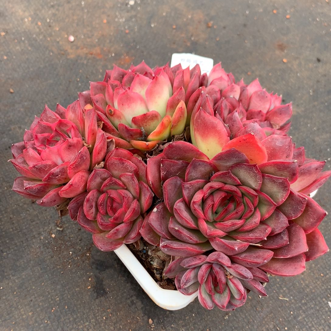 3447新年快乐发发发