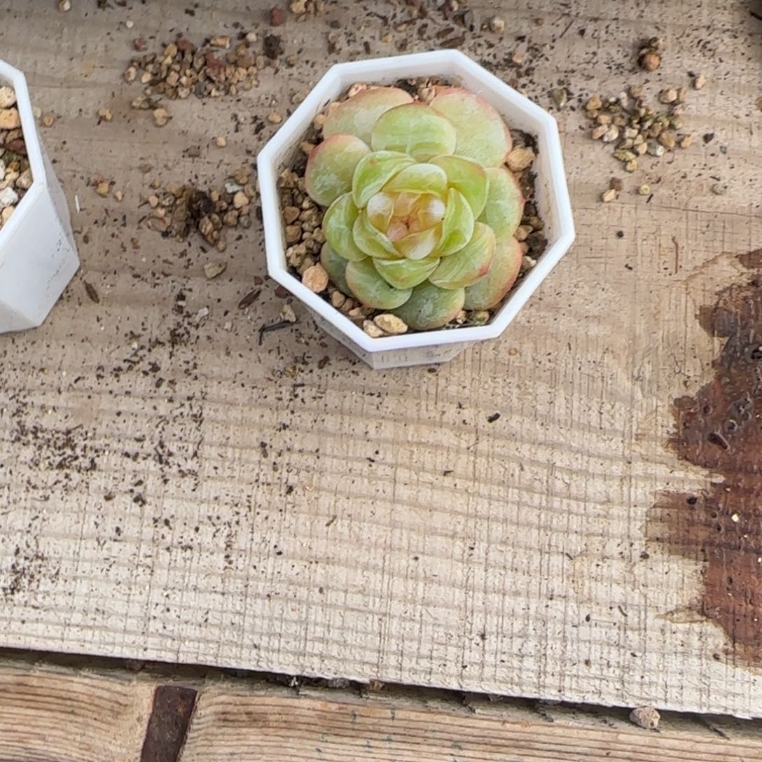 琳***裴风花沁婉中苗盆满25包邮