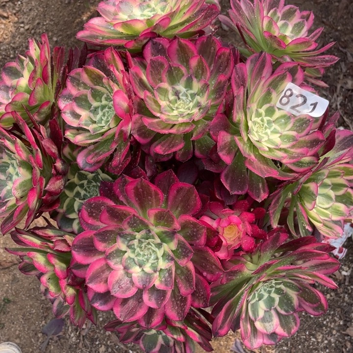 821多肉植物天和