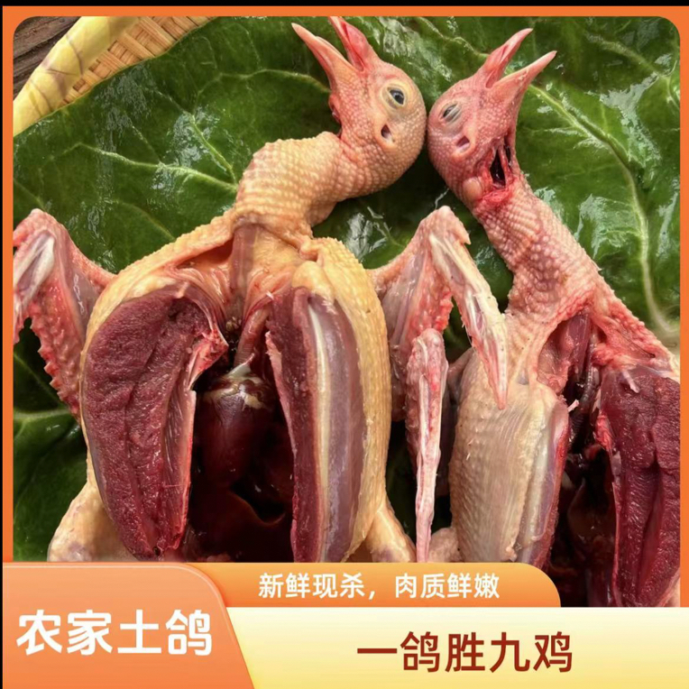 农家散养精品乳鸽  两只