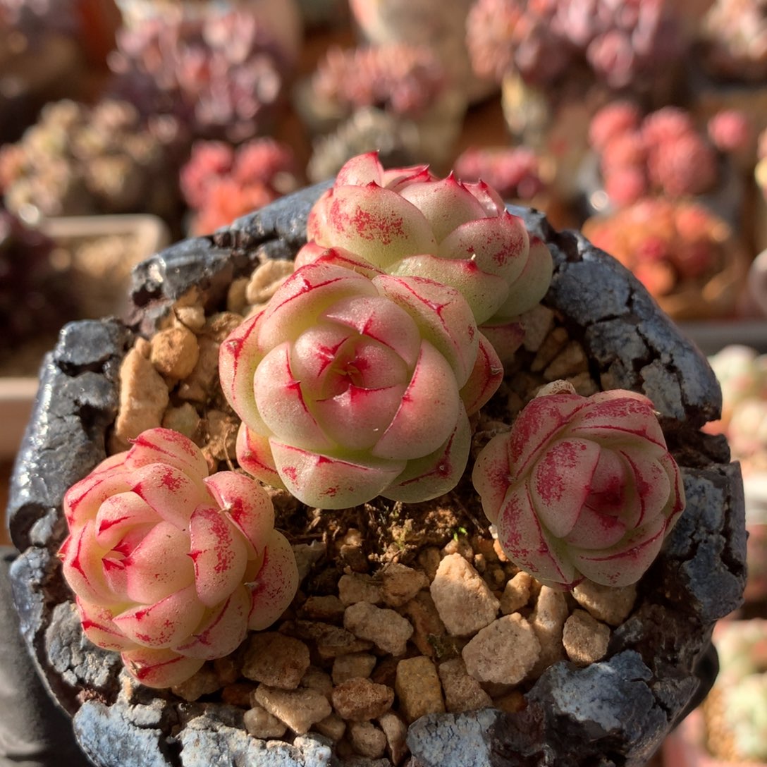 童***瞳麦杆多肉一物一拍