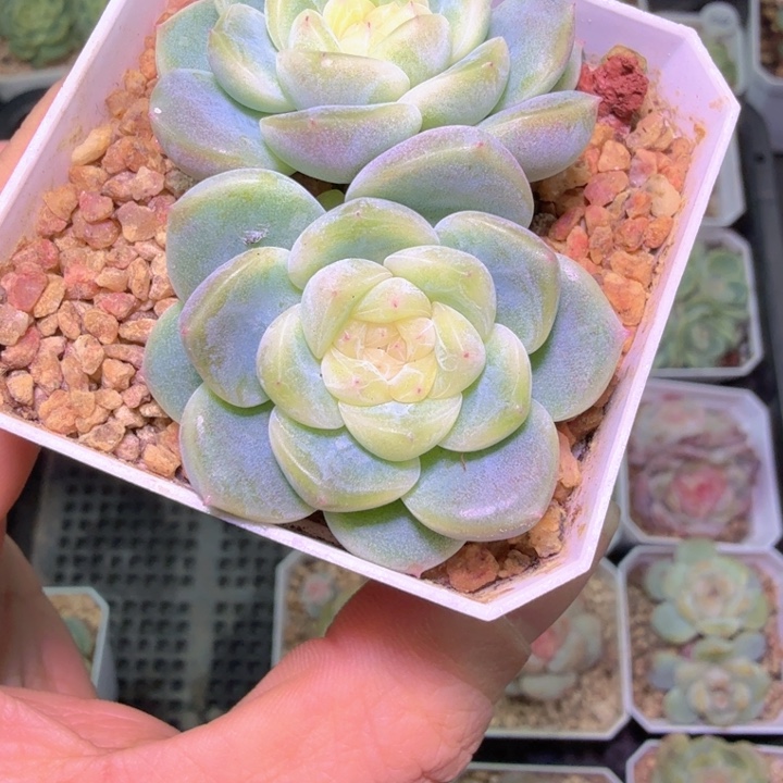 新品财富密码多肉植物