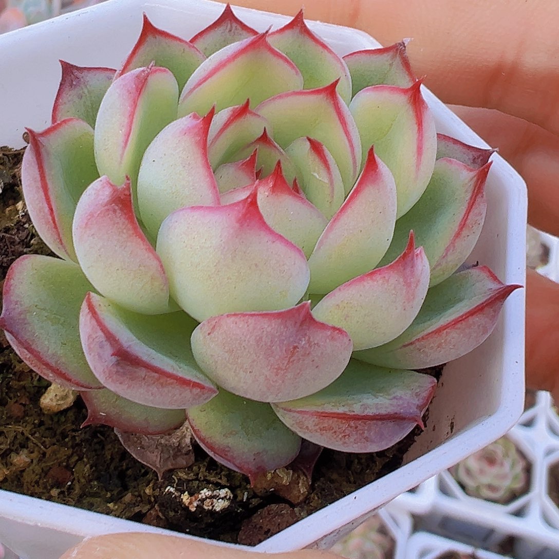 勾魂仙子19包邮多肉