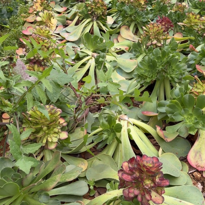 龙鳞嫁接捧花12.2的