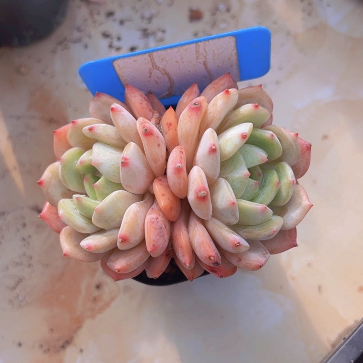 健健康康平平安安