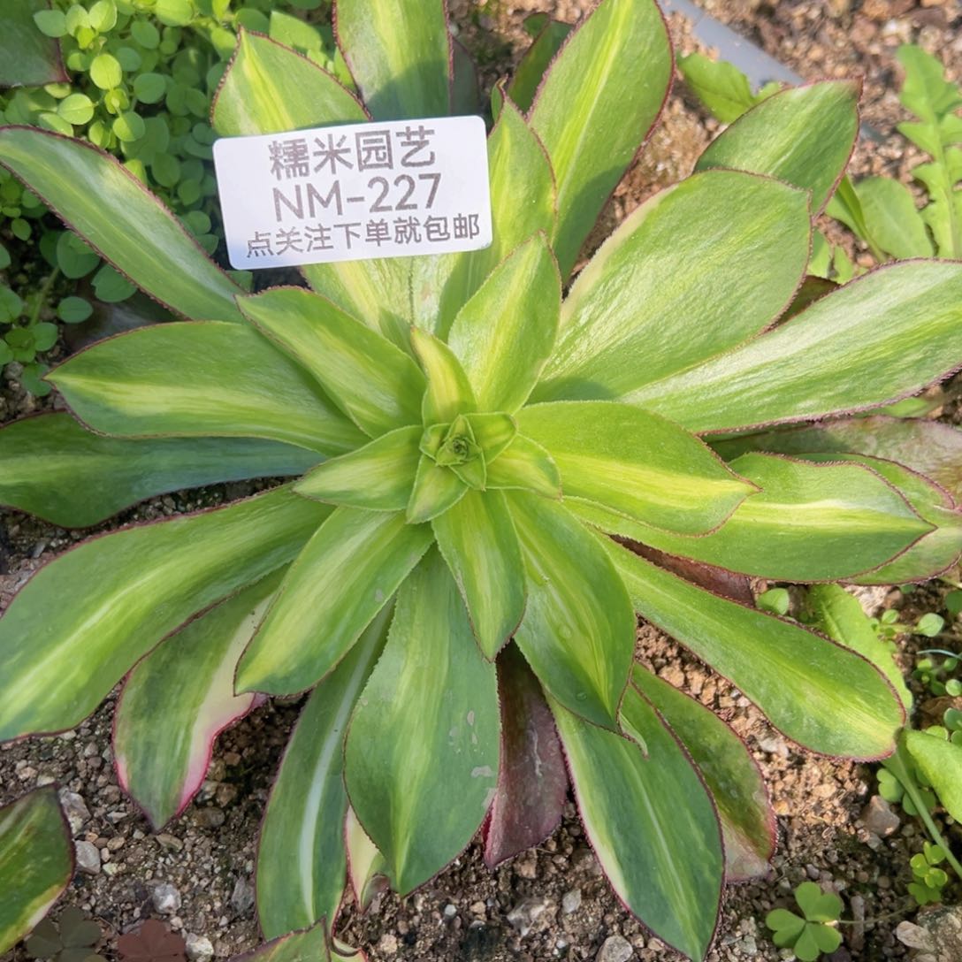 魅影七彩中班多肉植物227