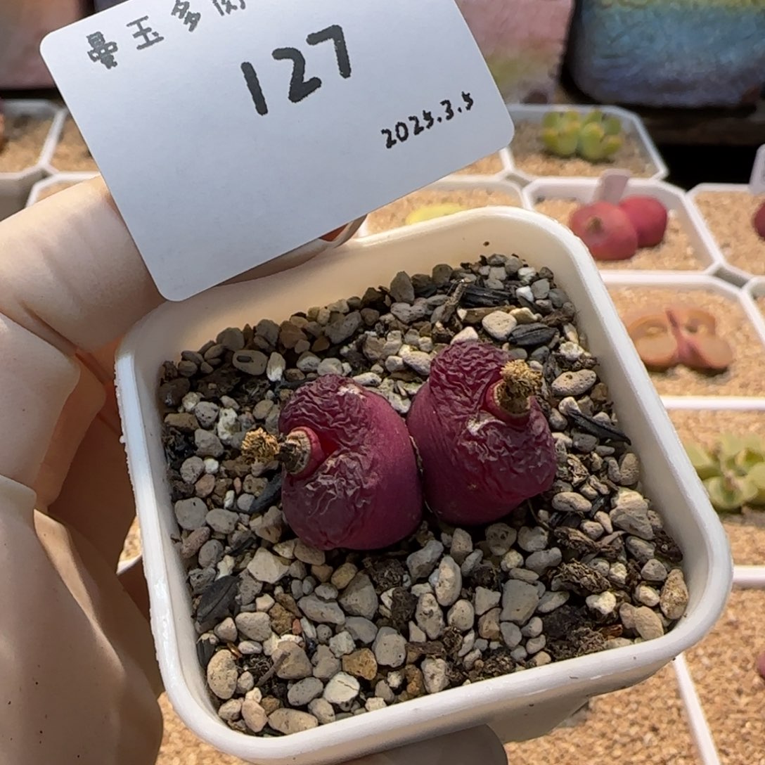 懒**名多肉多肉多肉3.5-127