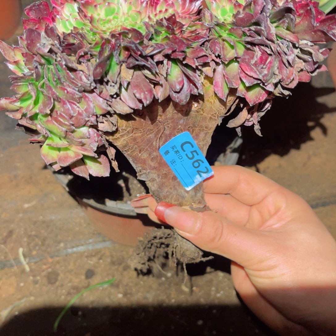 多肉植物562美肌