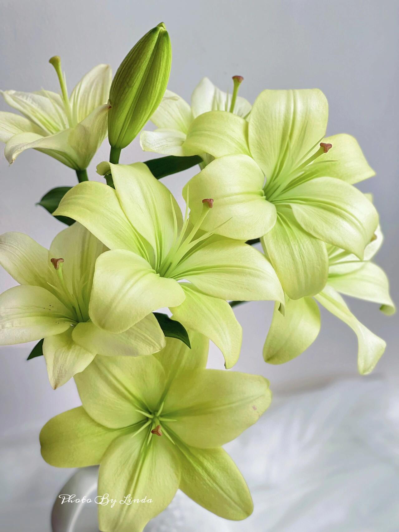 童年亚洲百合无香味小花苞抹茶色绿色鲜花水培