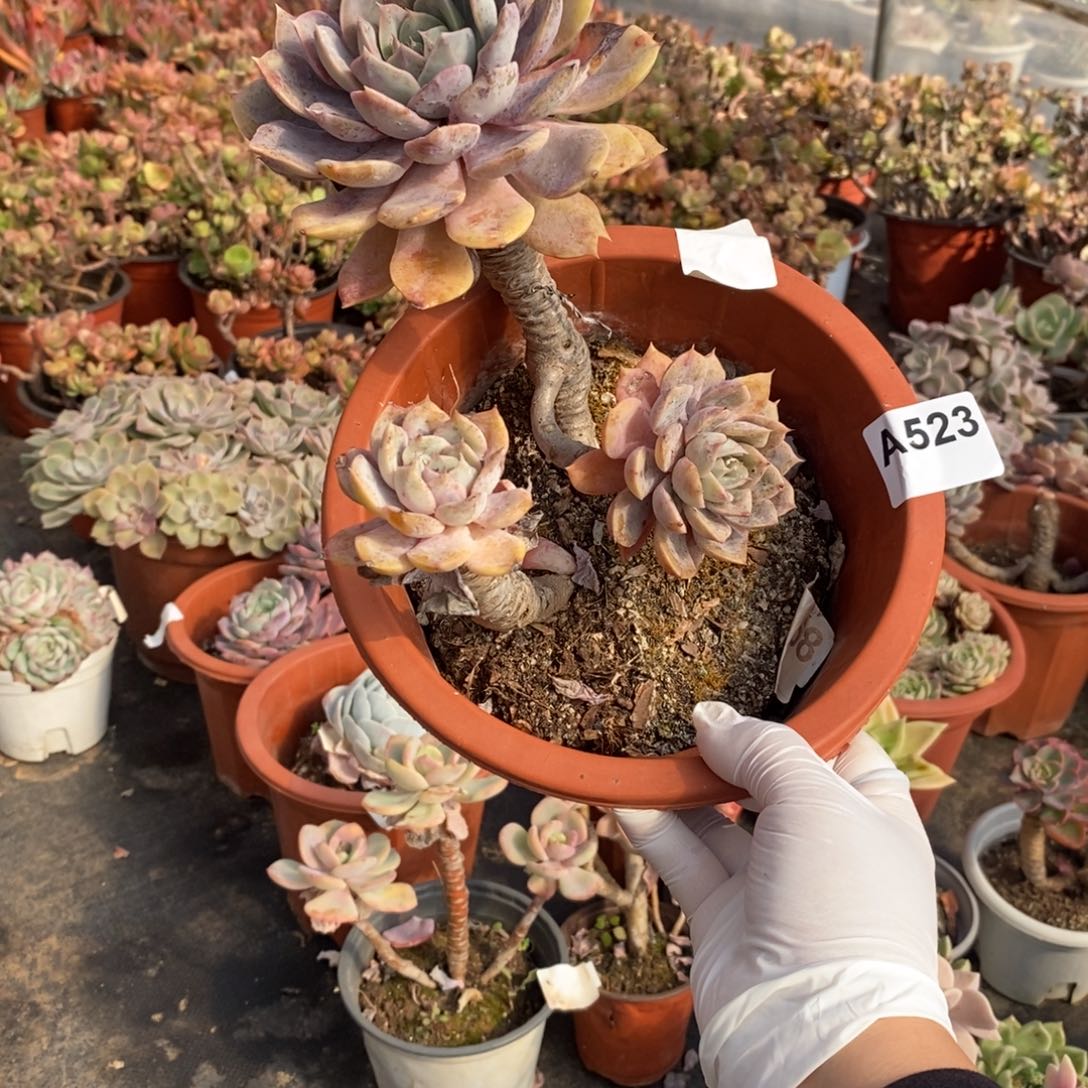 523紫悦老桩一物一拍