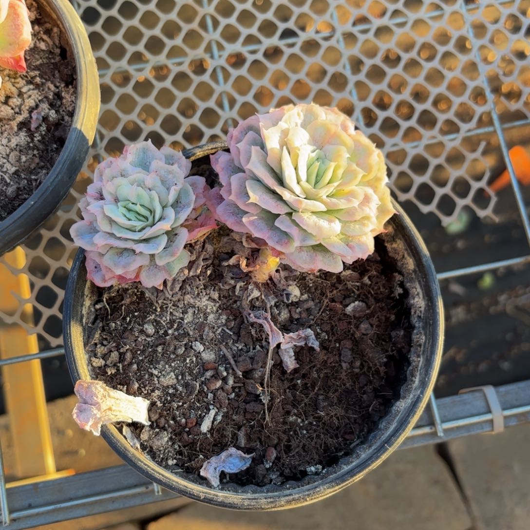 柴***猫哈哈不哈哈宝贝宝贝不能宝贝吧