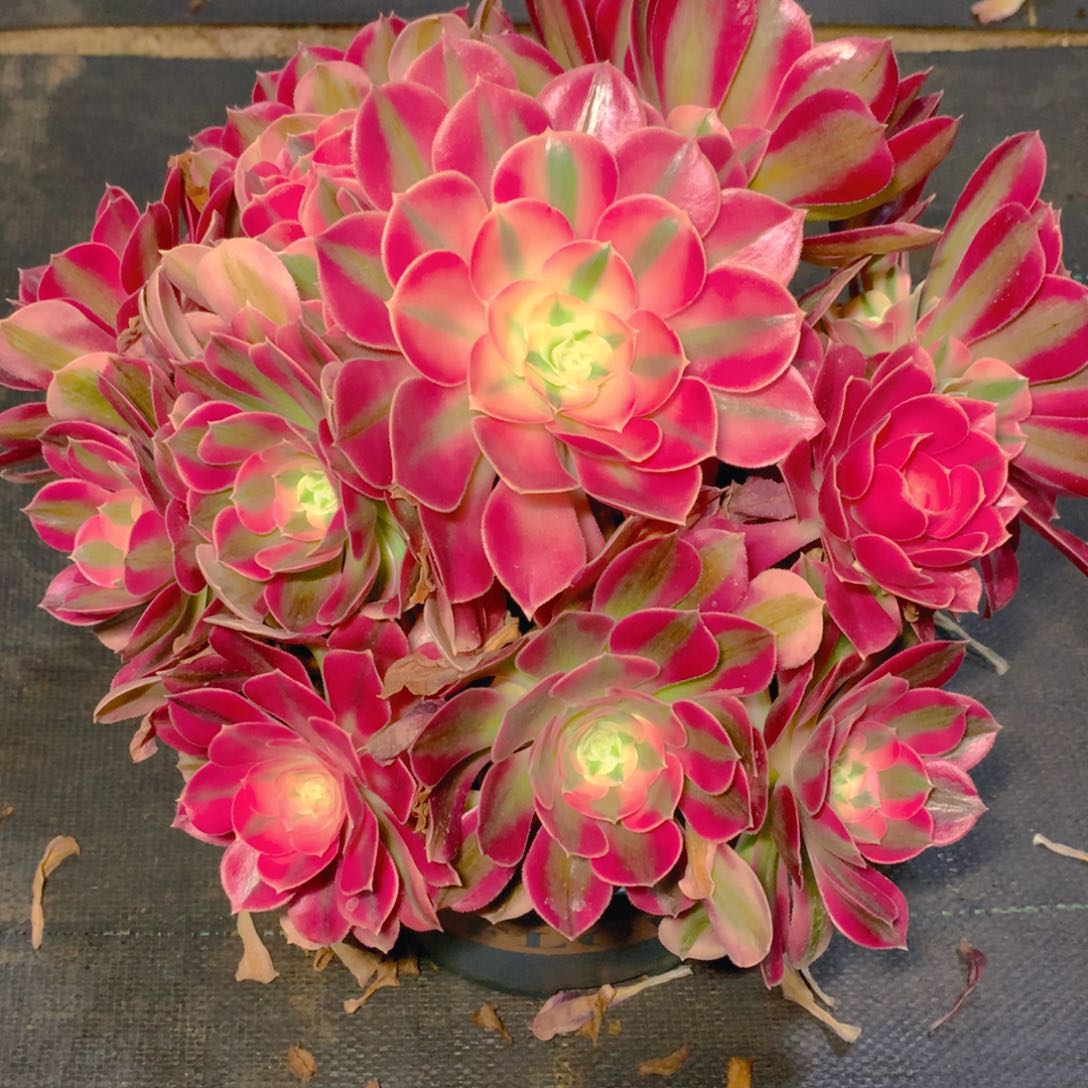 848粉女巫精品法师多肉