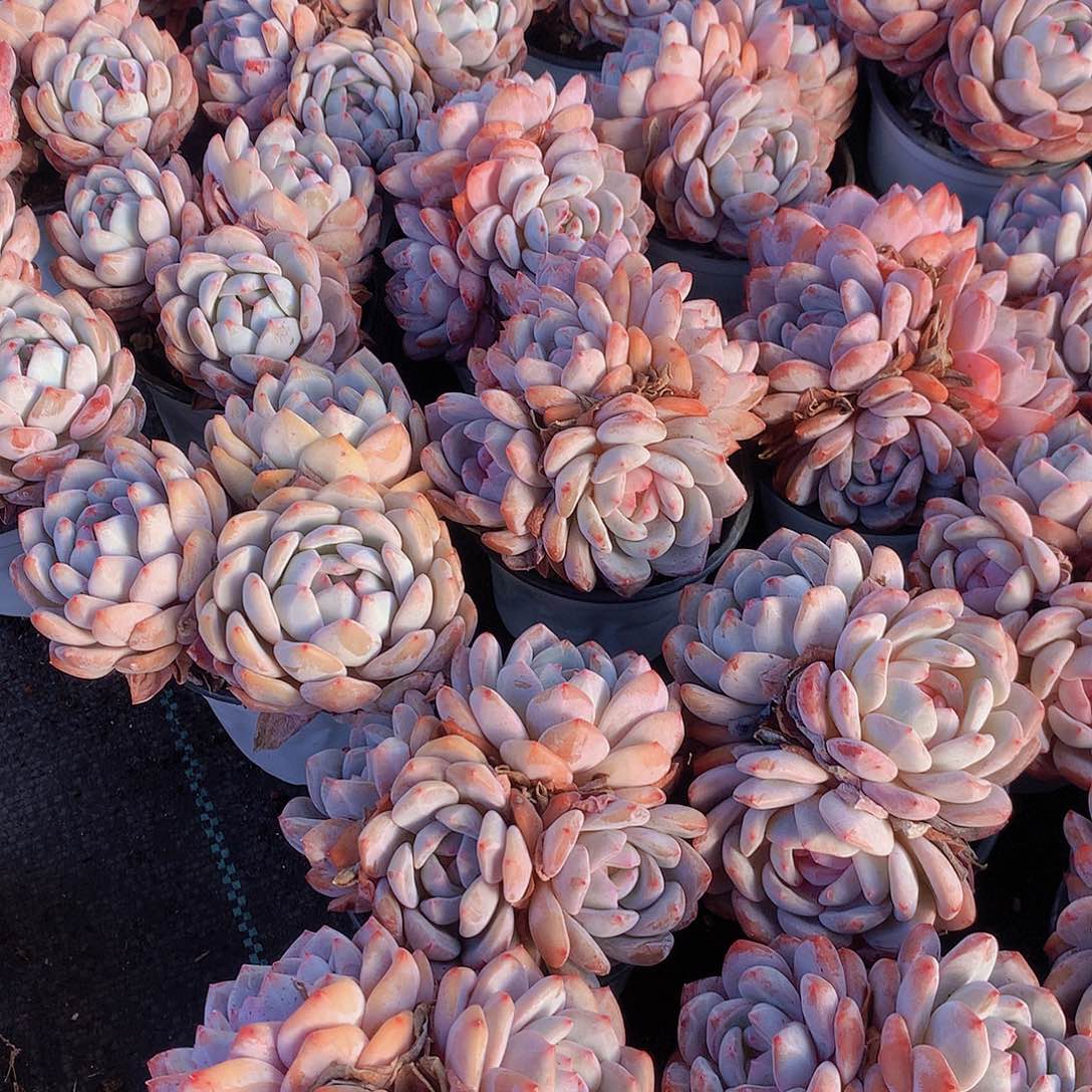 石榴籽群老庄456678899900