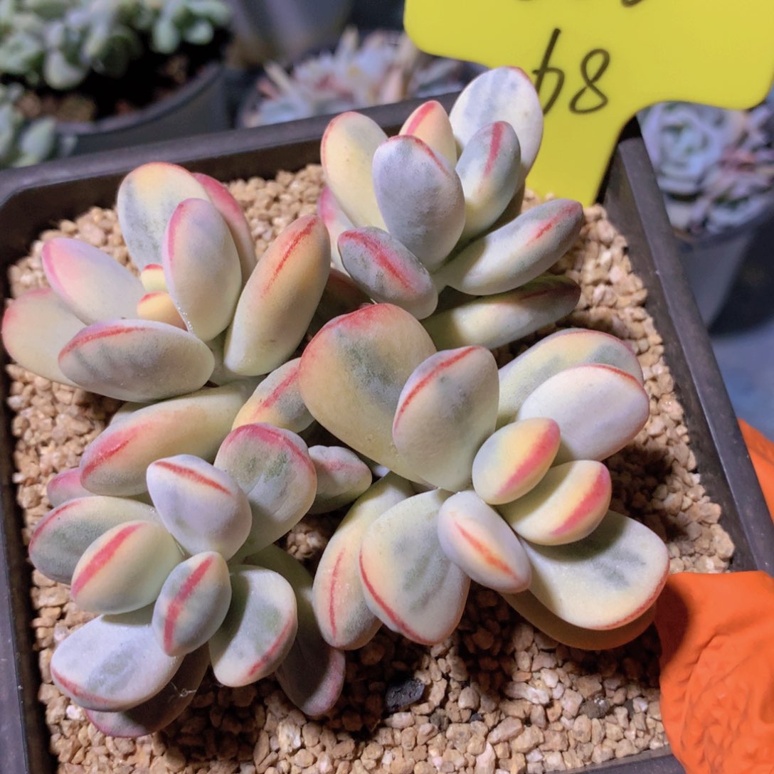 我家的小可爱们都好可爱啊哈