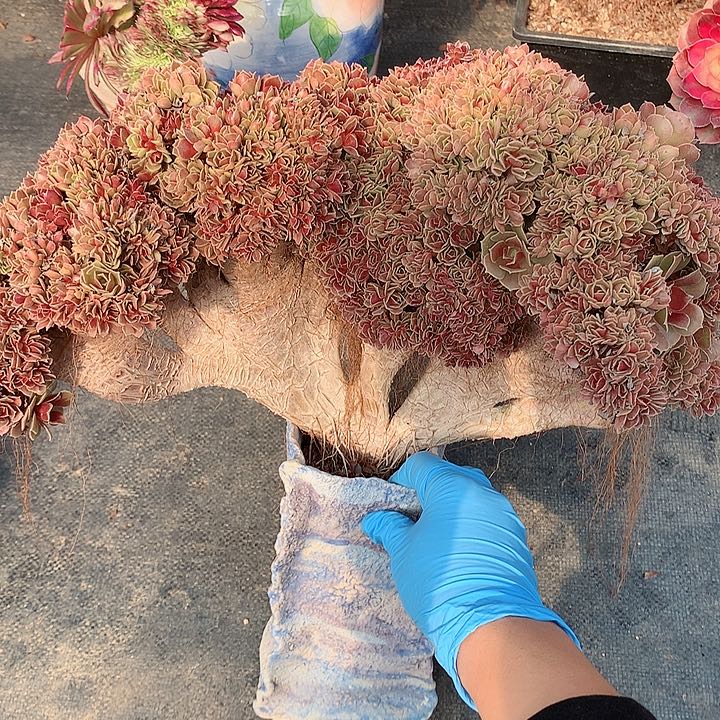 玫瑰朵朵脱土发货啊