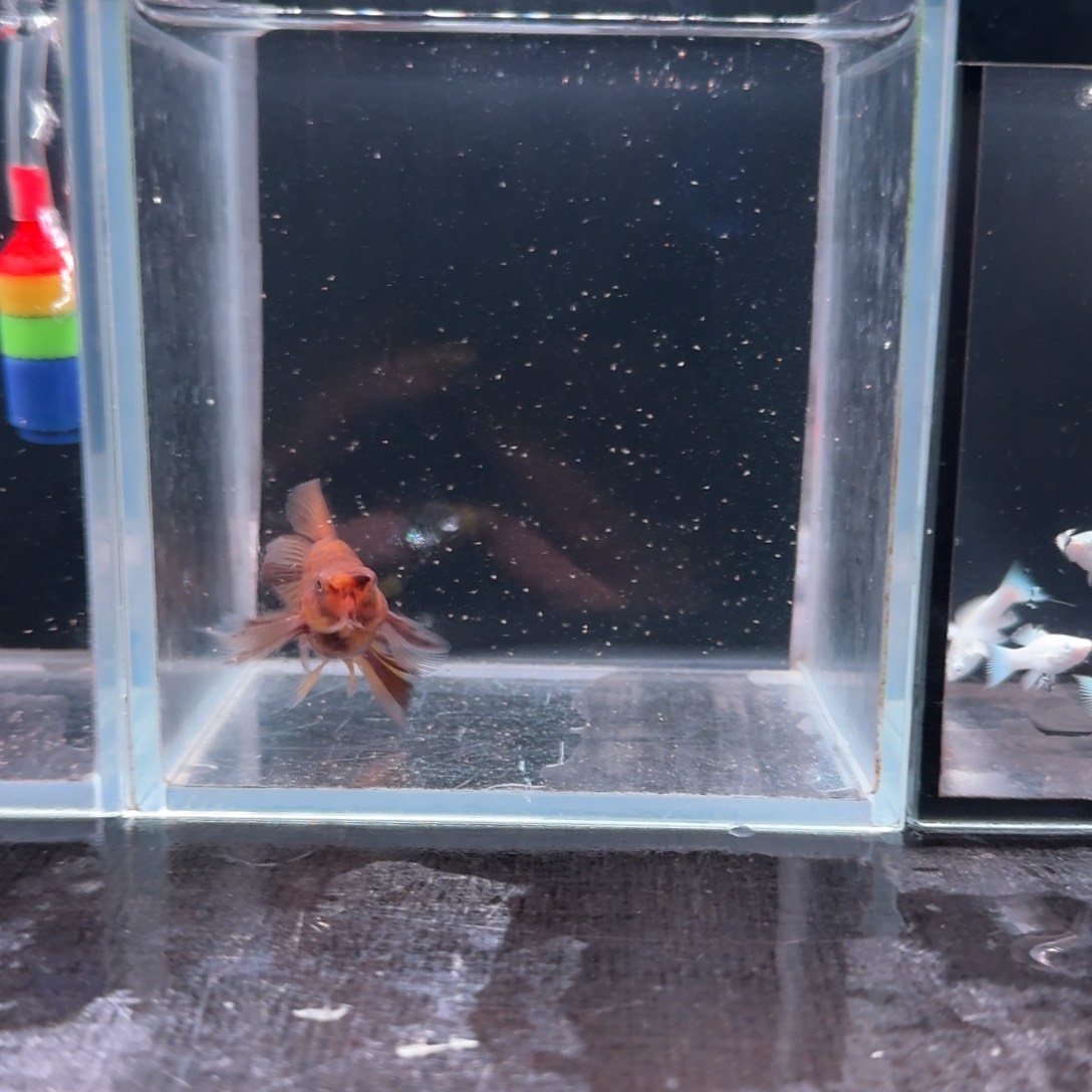 孔雀鱼10号玛丽2条