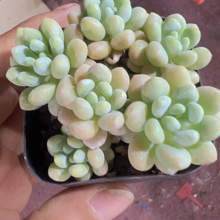 泡泡糖精品多肉植物