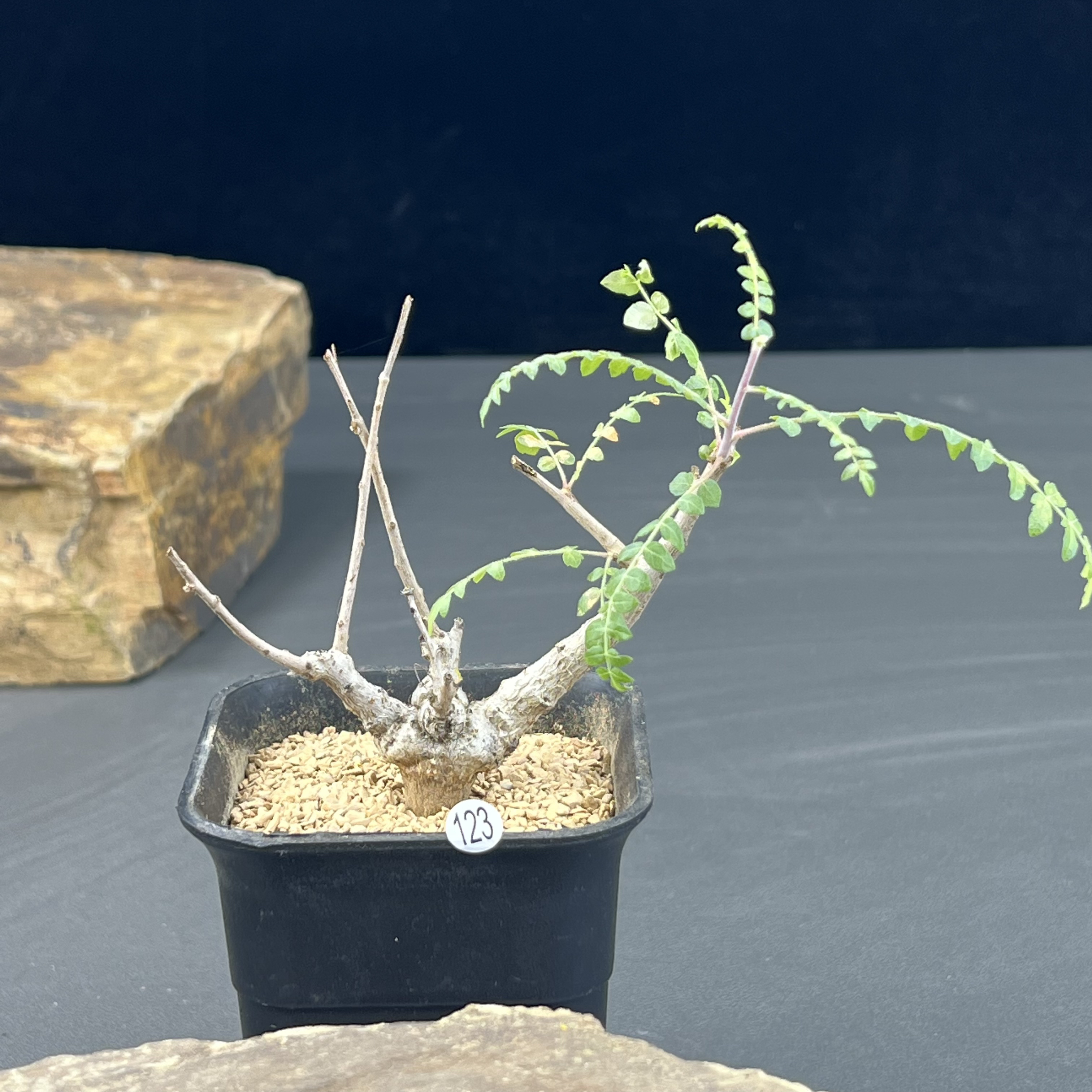 尼勒达乳香橄榄种播实生