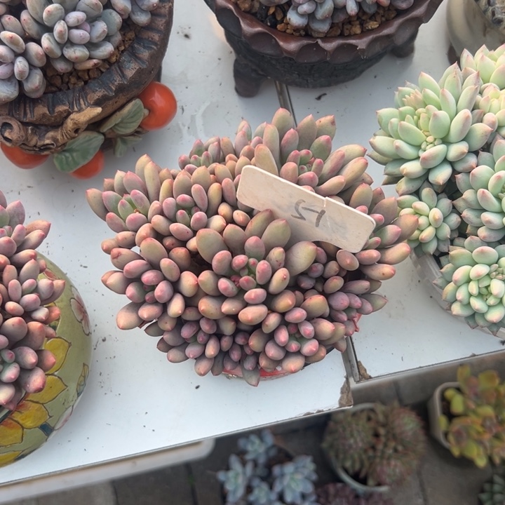 依***依多肉植物一物一拍