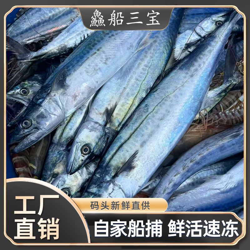 【渔三宝家】烟台发货 渤海湾小鲅鱼 十斤速冻发货 顺丰到家