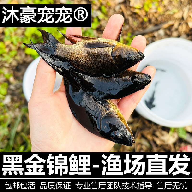 沐豪宠宠黑色锦鲤鱼草金鱼冷水【黑金锦鲤】热带观赏活体鱼好养耐活