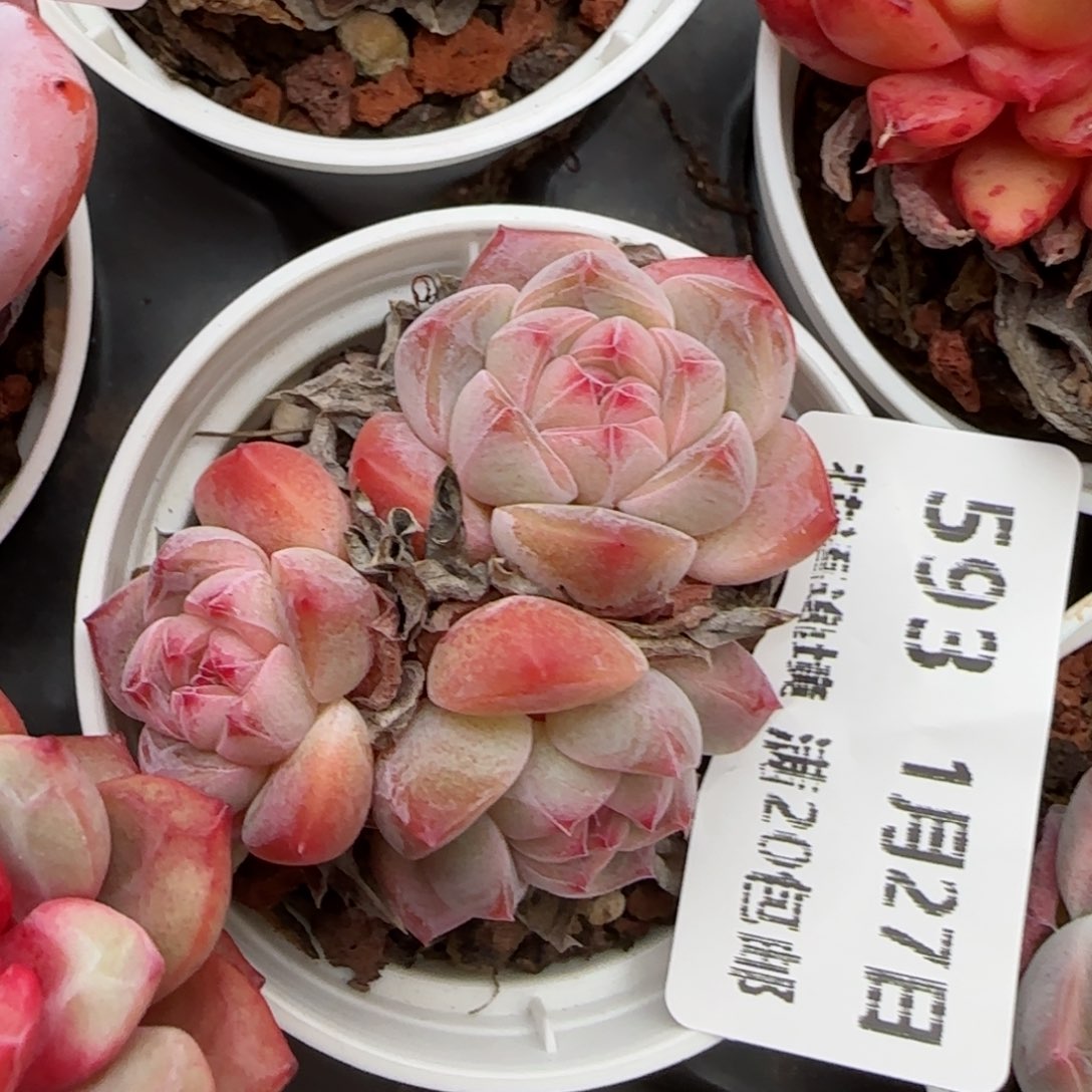 花语逸镜0127-593