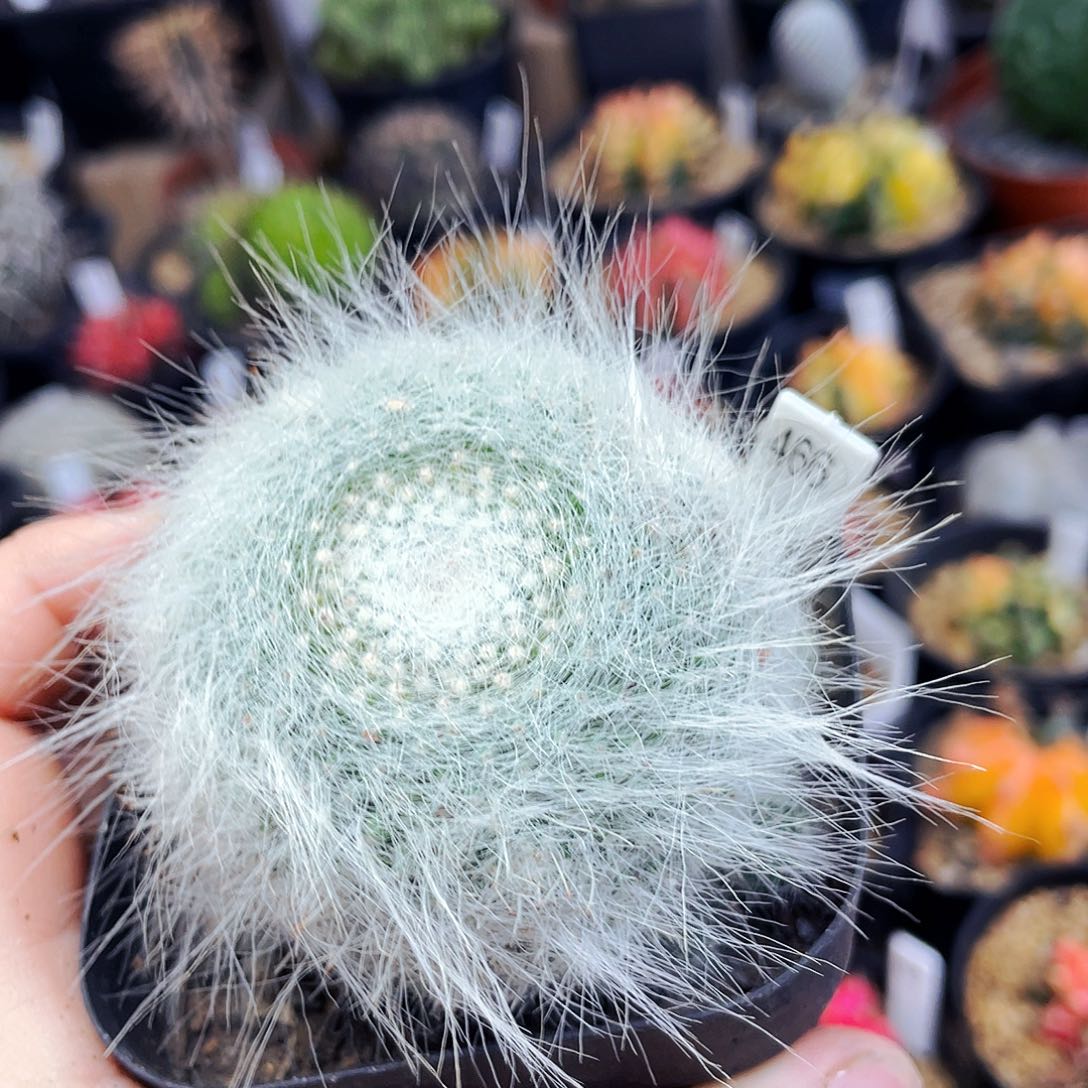 雪猿玉翁非偏远地区满25包邮仙人球