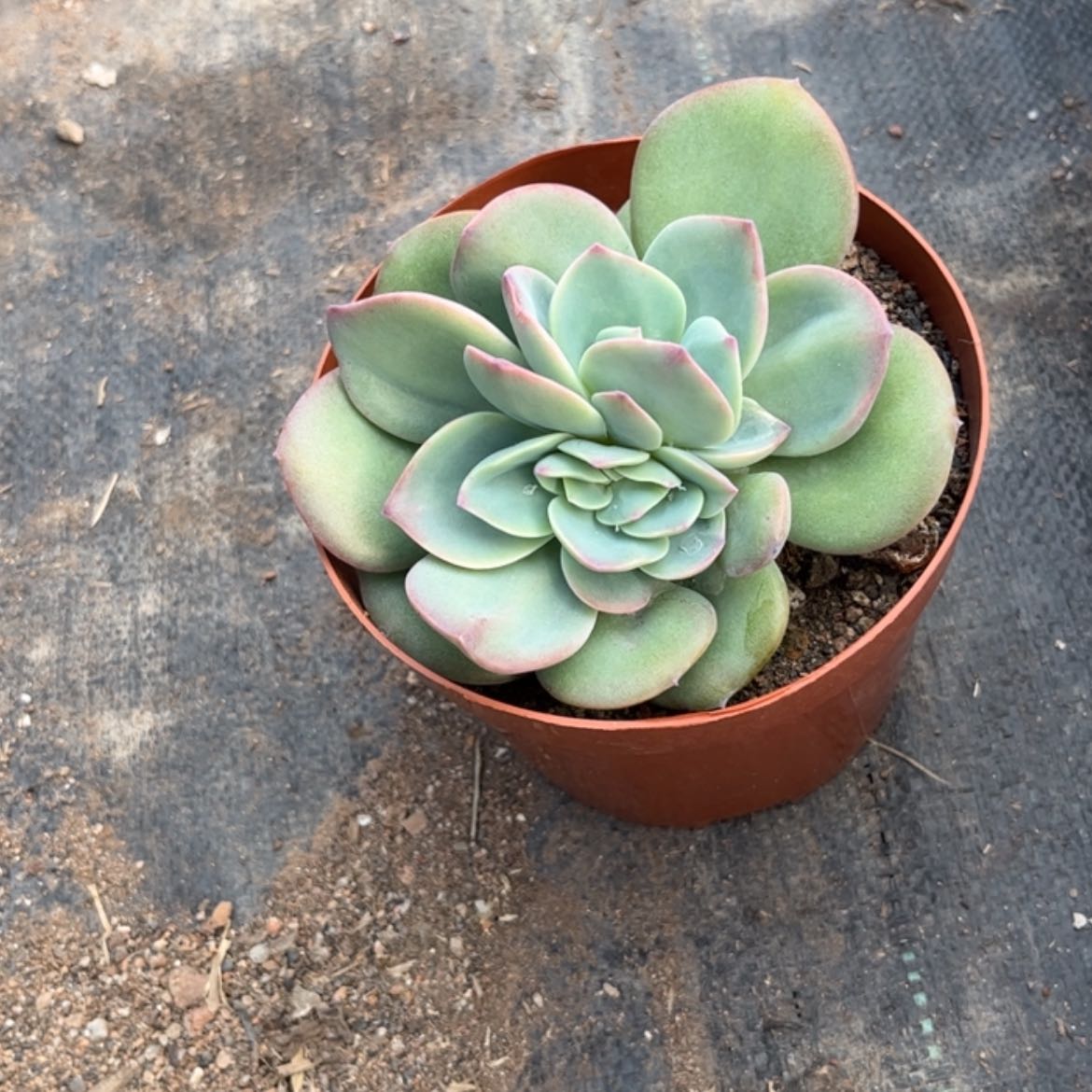 【闪购商品】无花朵念*?