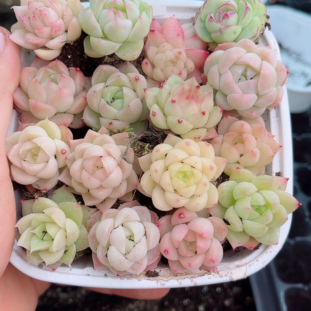 1-396 新疆西藏内蒙不发12.8包邮2-3公分多肉