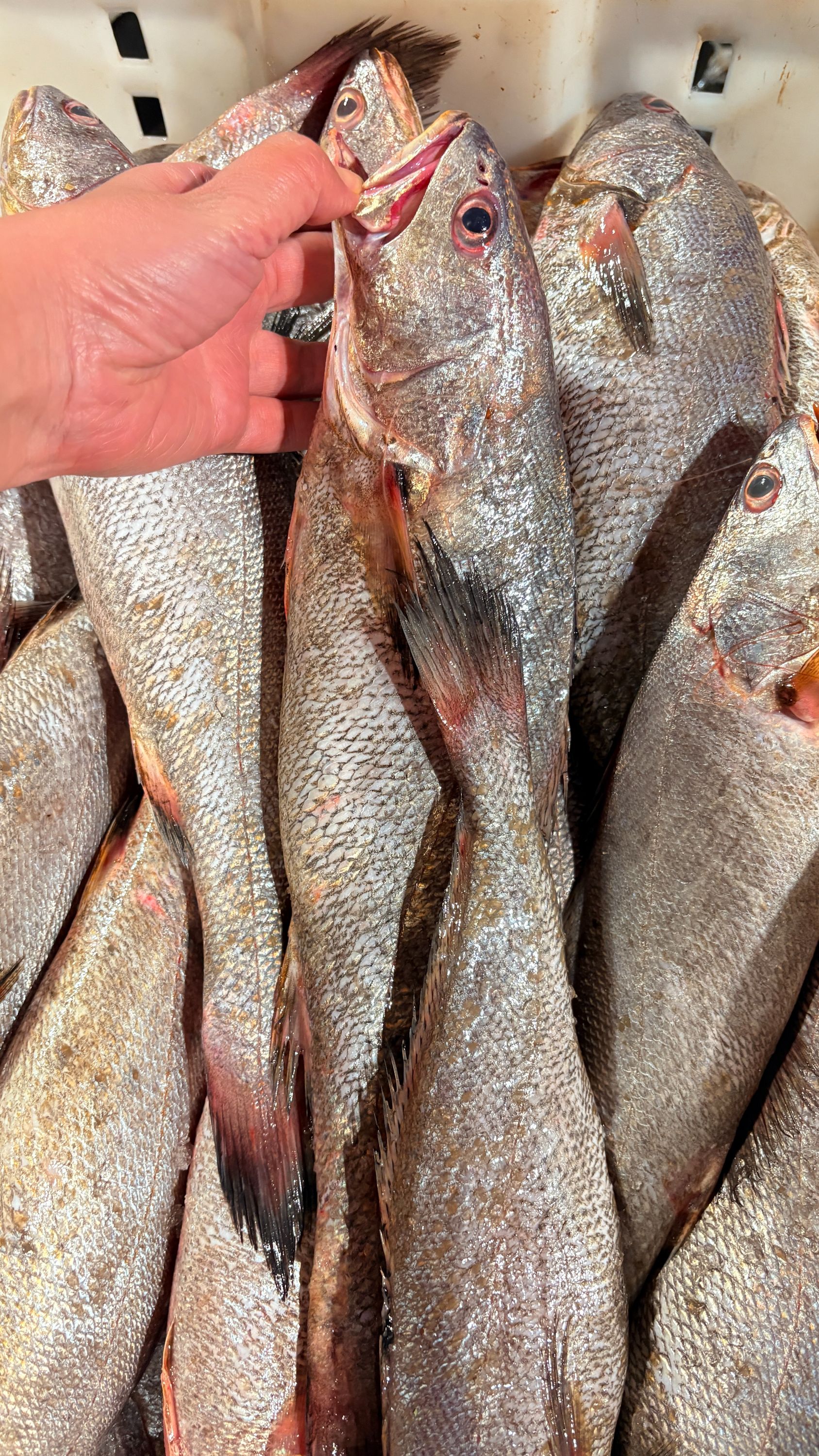 台州本港野生黄唇米鱼（大小以直播间主播说的为主）