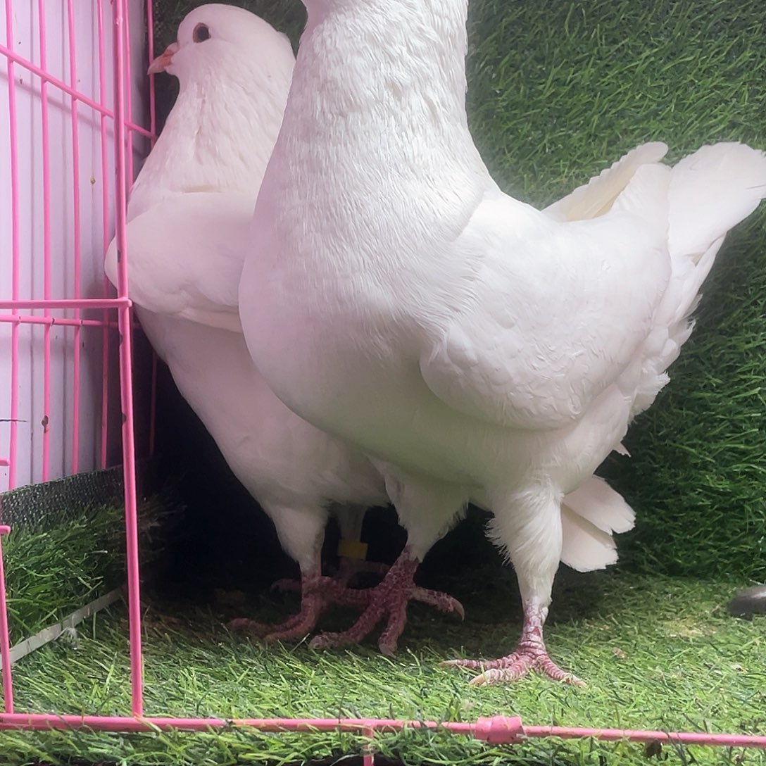 业***秦3中国大陆散装鸽子