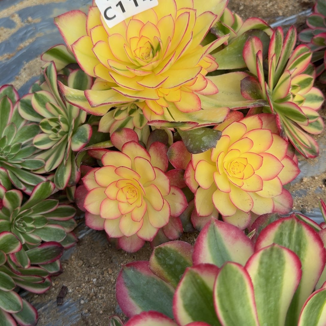 114荔枝。多肉植物