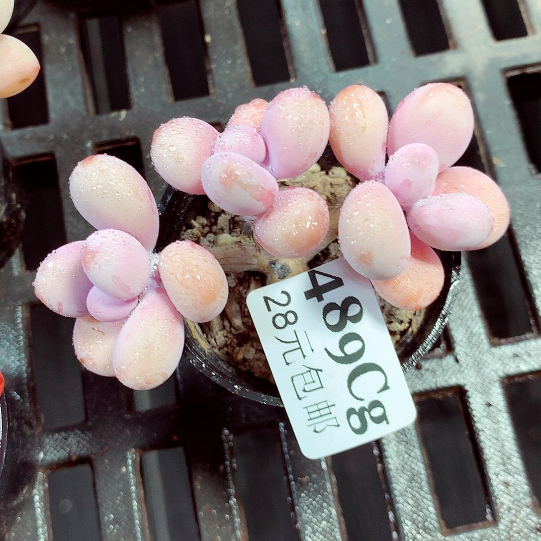 5厘米盆精控多肉489