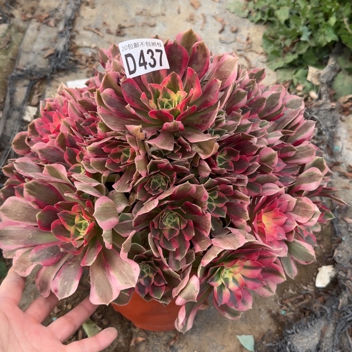 妖月……多肉植物……