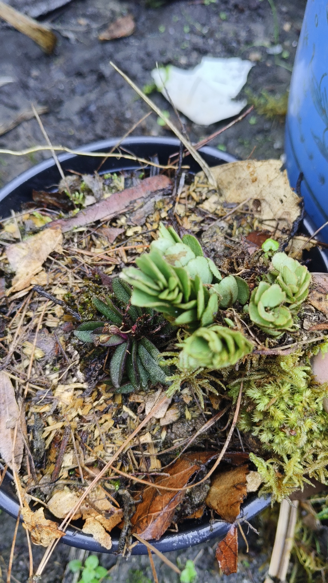 小叶绿玫瑰精致可爱