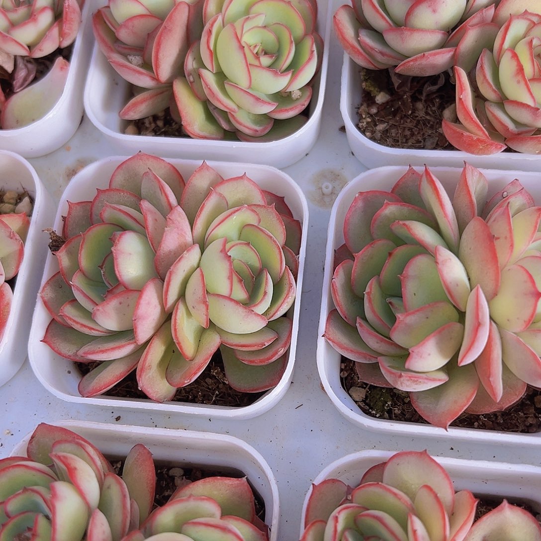 双头牡丹亭样品发货