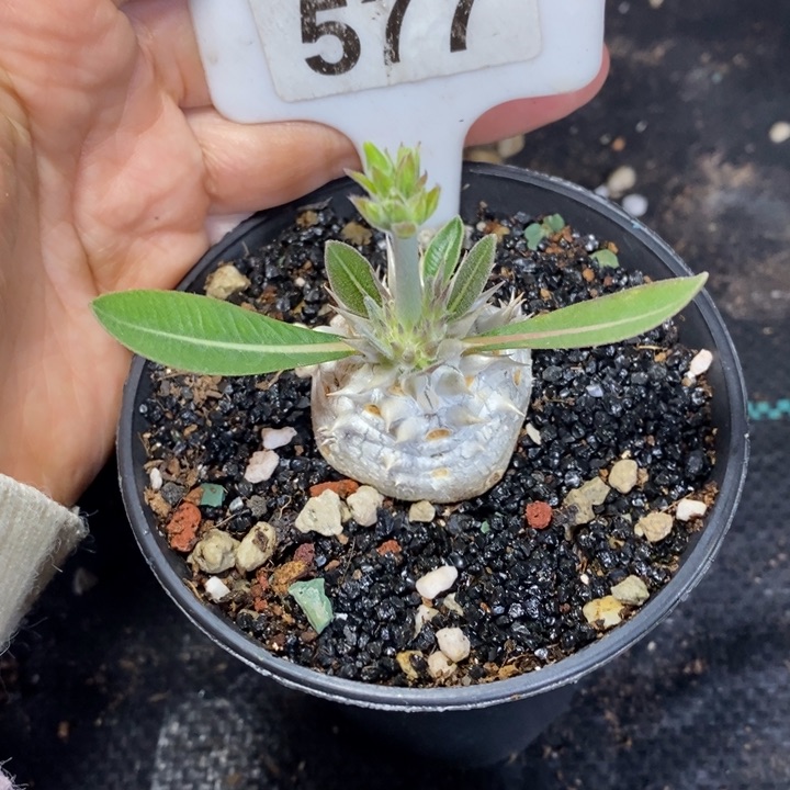 金**缘福利惠比大黑一颗如图