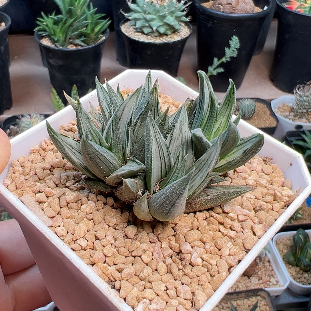 象牙塔拉丝锦群一颗