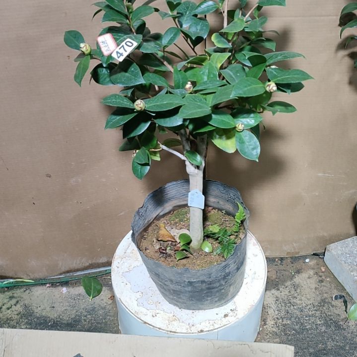 470犹安娜，原盆原土发货，不包邮