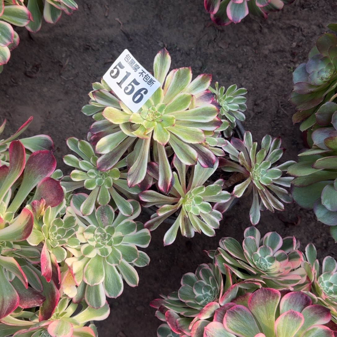 法师水墨画5156 16-26