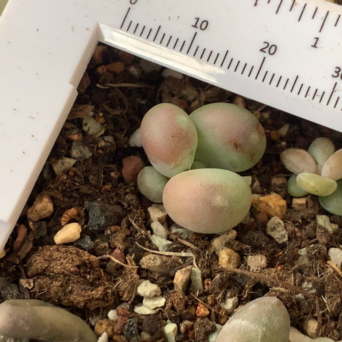 小屁桃不满28发到付，发一片叶，~