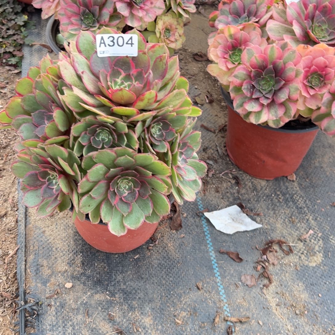 *****304高贵多肉植物法师