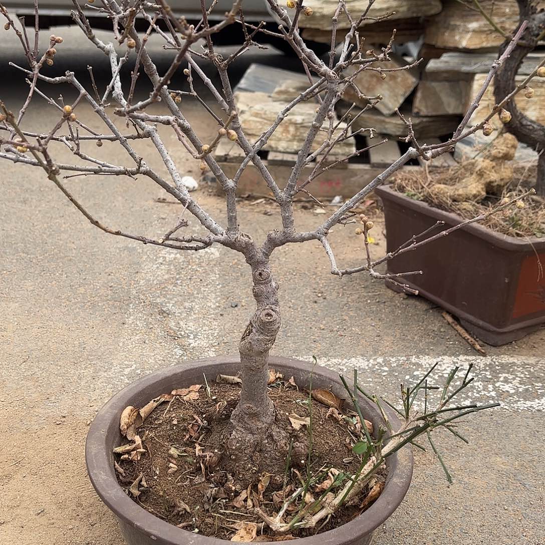 无花朵腊梅盆景盆栽植物