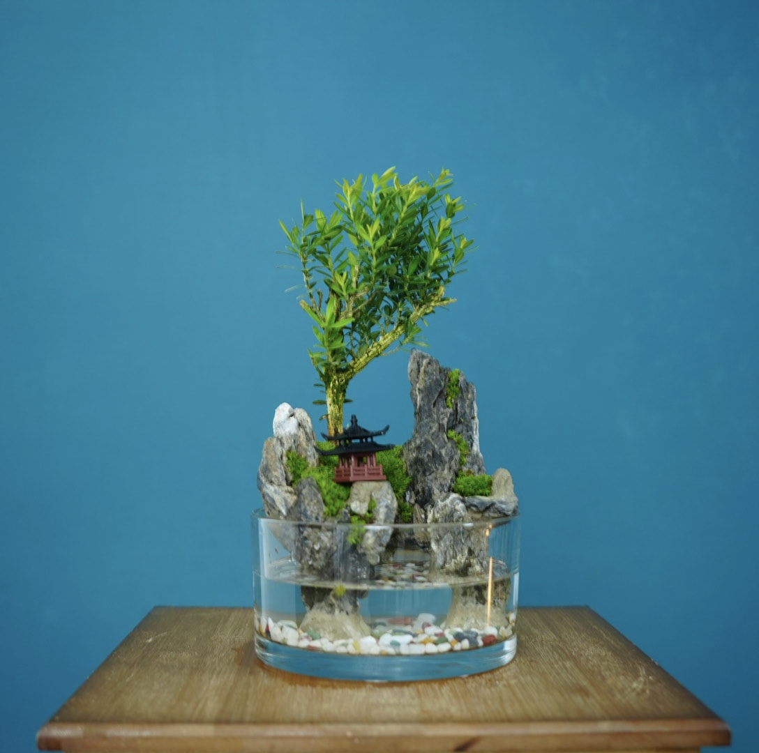 生万物-黄杨圆缸桌面景观真实绿植创意微景观生态瓶室内绿植