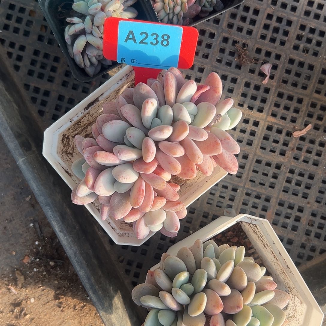 *****多肉植物一物一拍