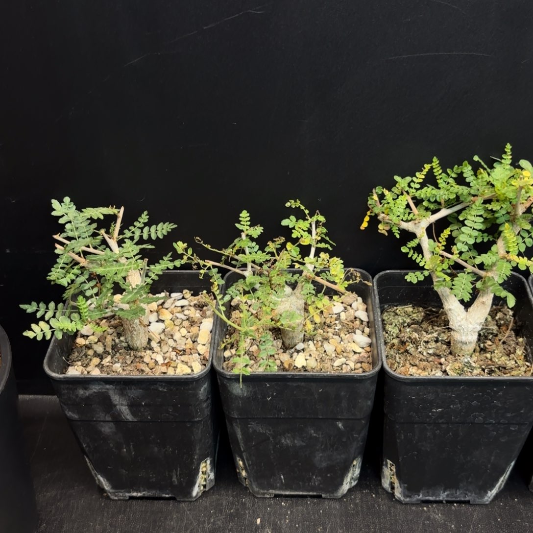 尼勒达乳香实生任挑