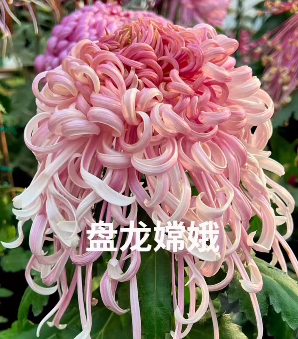 【盘龙嫦娥】大花富贵菊九月大菊盆栽开花好看观赏佳品